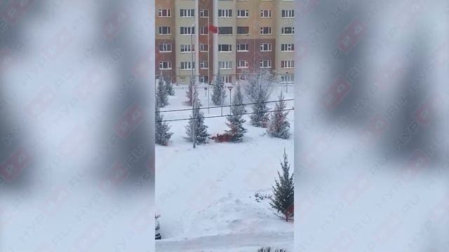 В Новом Уренгое стая бездомных собак загрызла пса смотреть онлайн