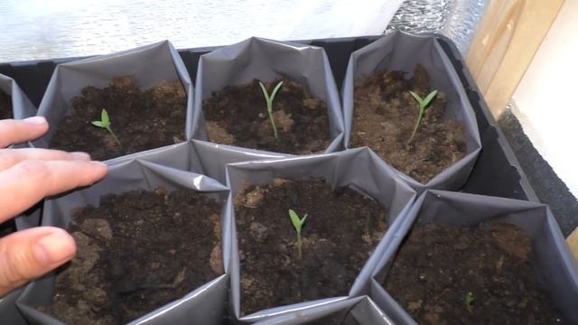 Рассада на подоконнике-АПРЕЛЬ/ посев: фасоль,арбузы,тыквы,кукуруза/#seedlings #crops #thegarden смотреть онлайн