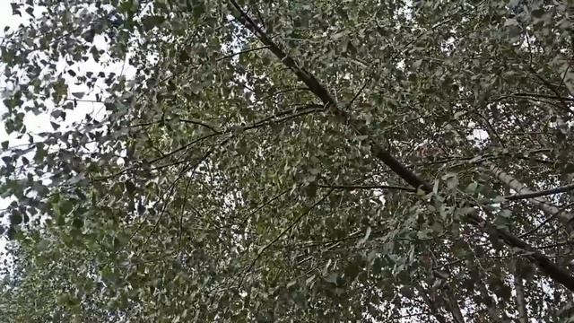 27 октября народный праздник День Прасковьи. Народные приметы и запреты. смотреть онлайн