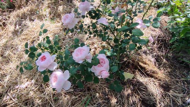 Королева Швеции в моем саду?. Queen of Sweden. смотреть онлайн