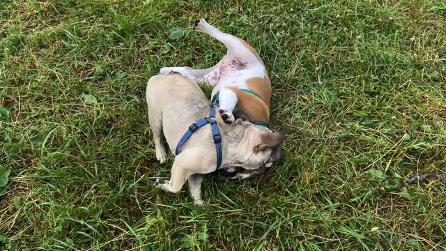Грызлики на полянке 🐶 🐶 смотреть онлайн