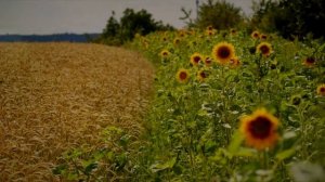 Скоро осень-за окнами  АВГУСТ.  поёт Ян Френкель.