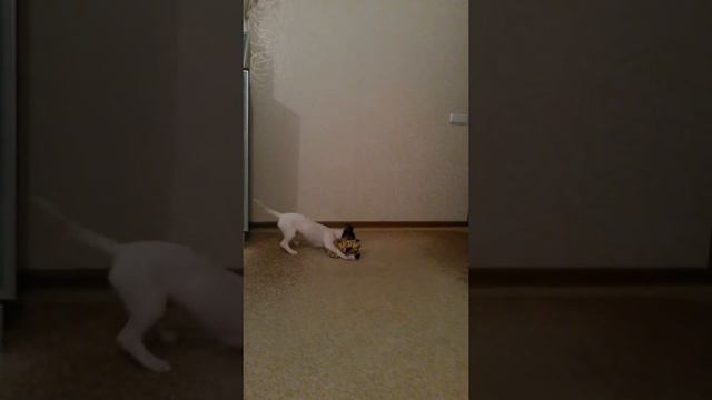 видео собака джек рассел терьер загрыз тирга !!! смотреть онлайн