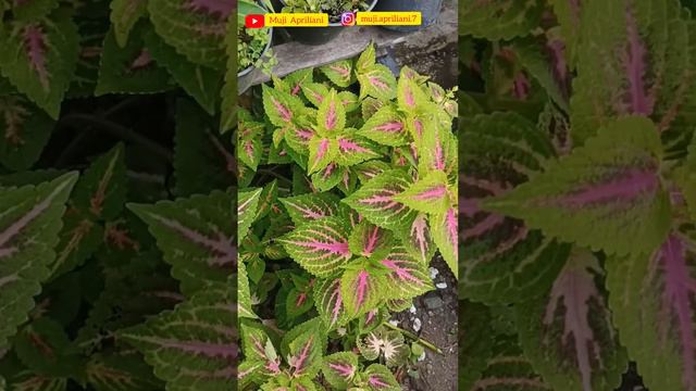 MENGENAL NAMA-NAMA MIANA APRIL 2022