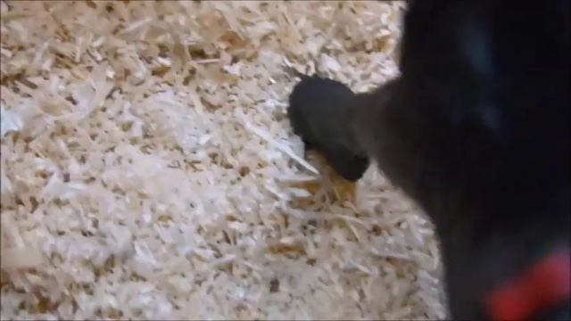 обзор на конюшню смотреть онлайн