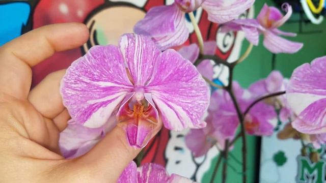 Phalaenopsis orchid with a variegated flower смотреть онлайн