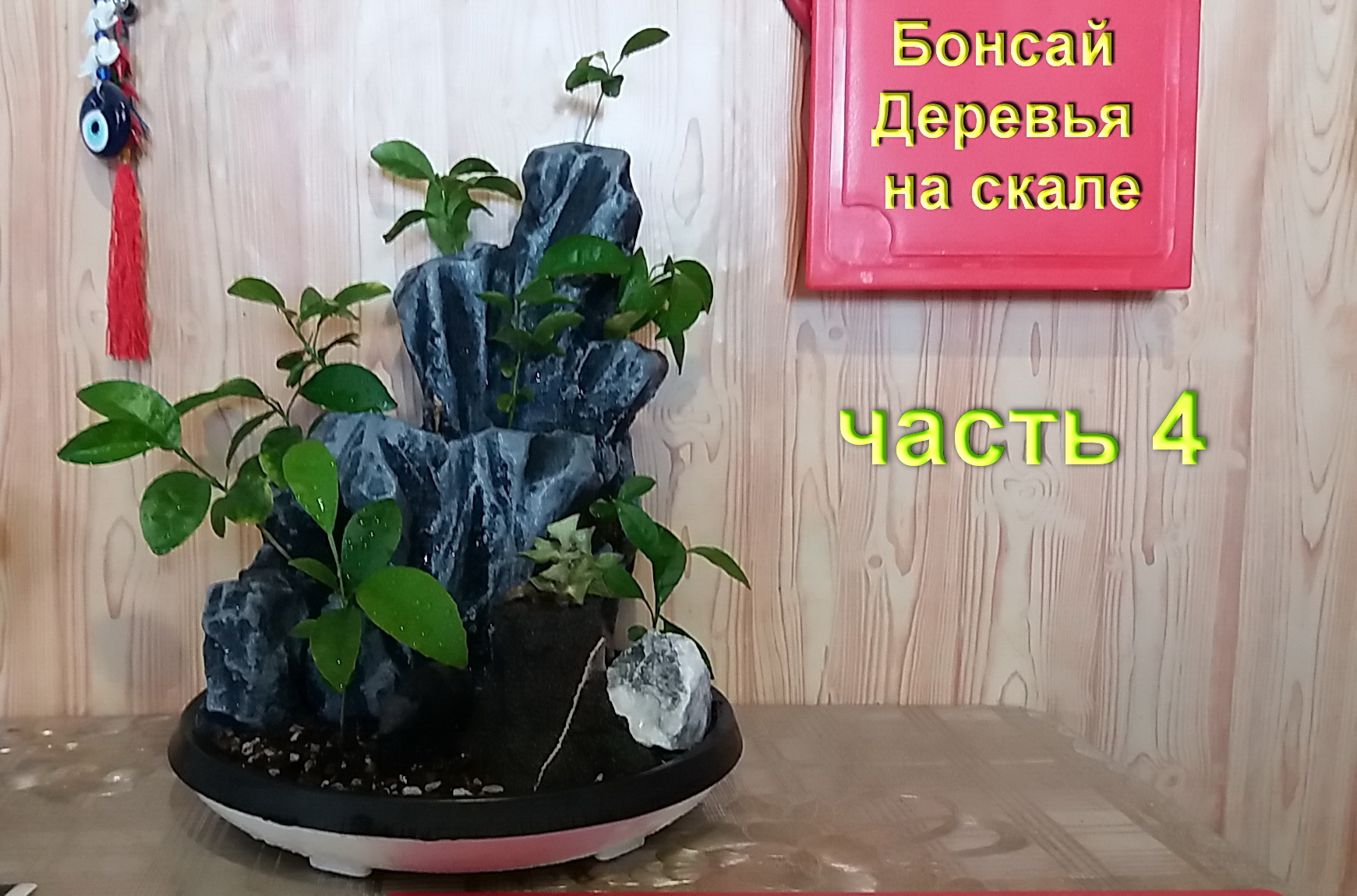 Бонсай деревья на скале 4 часть