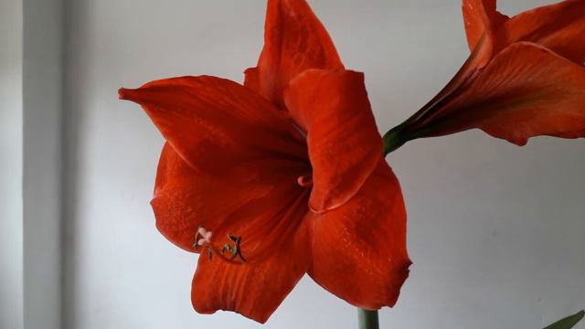 Amaryllis Red Lion (Muito linda e bem Vermelha essa Amarilis) смотреть онлайн