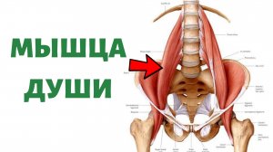 Как расслабить ПОЯСНИЧНУЮ МЫШЦУ | Psoas release
