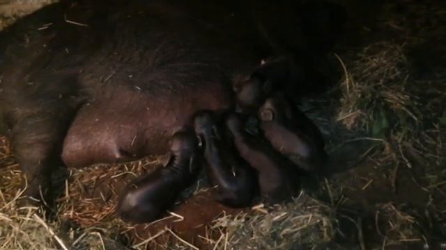 Вьетнамские поросята первый опорос и первые поросята!!Стоит ли присутствовать при опоросе?