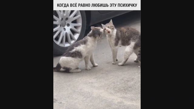 Когда все равно любишь эту психичку смотреть онлайн