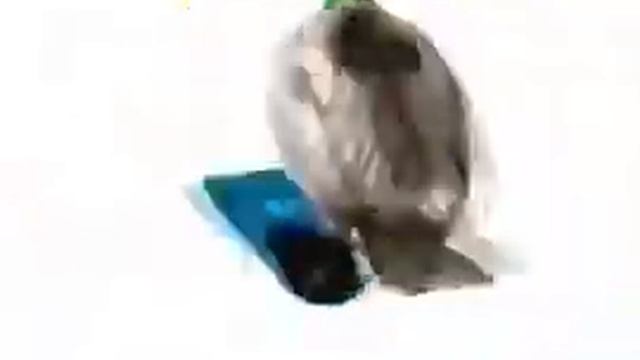 утка читает битбокс шок! ТАКОГО НИКТО НЕ ОЖИДАЛ.... смотреть онлайн