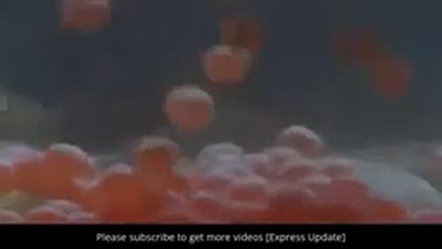 Brown Bears Animal Documentary