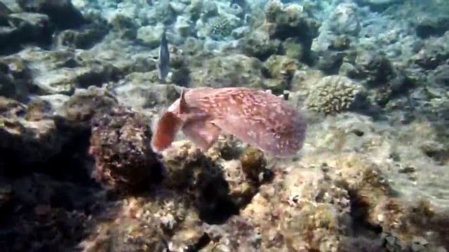 Скат. Ray. Torpedo panthera. Леопардовый электрический скат.DSCF2224 смотреть онлайн