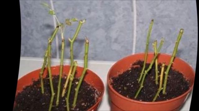 Как посадить розу из букета смотреть онлайн