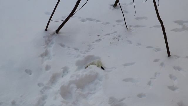 Горностай прибежал к кормушке для птиц. 19.01.2022 смотреть онлайн