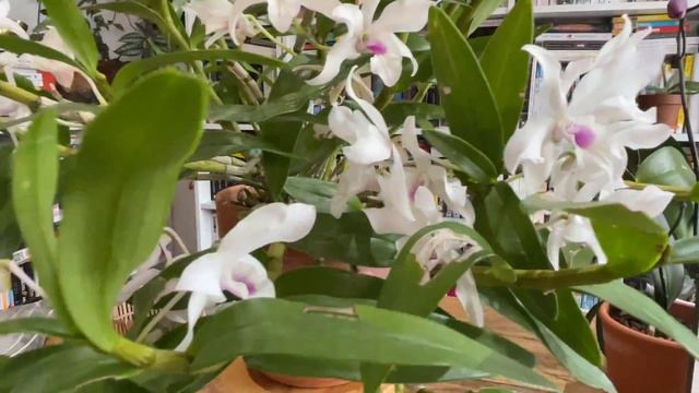 How to care for the species orchid Dendrobium nobile & and a quick check in on Dendrobium Euryalus смотреть онлайн