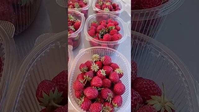 Клубника сорт Чёрный принц ремонтантный.Начало созревания ягод.2022 год. смотреть онлайн