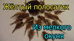 Жёлтый Полосатик. Из мелкого окуня.