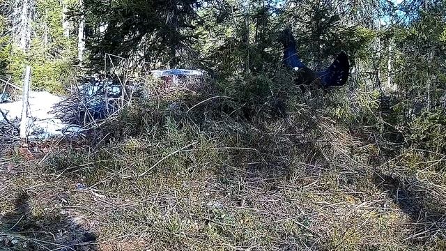 Глухарь и ворон на токовище смотреть онлайн