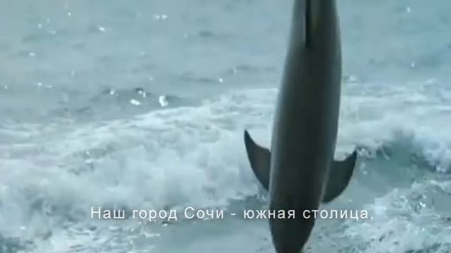 Проект Гимна г- к Сочи "Наш город Сочи" Стихи и музыка Владимира Добрынин-Маэстро. смотреть онлайн