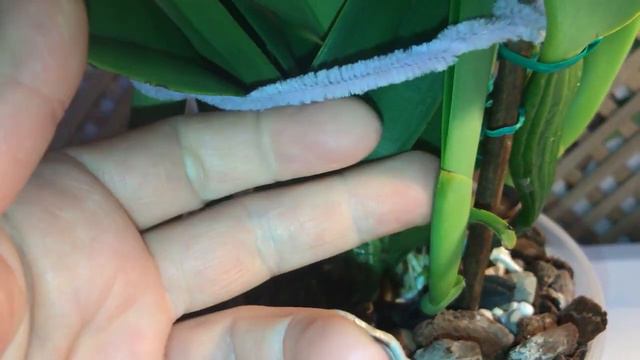 Орхидея Cattleya Dowiana Rosita what changed March, 25 2021 смотреть онлайн