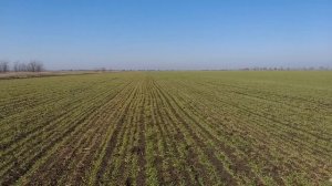 Результат подкормки озимого ячменя аммиачной селитрой.