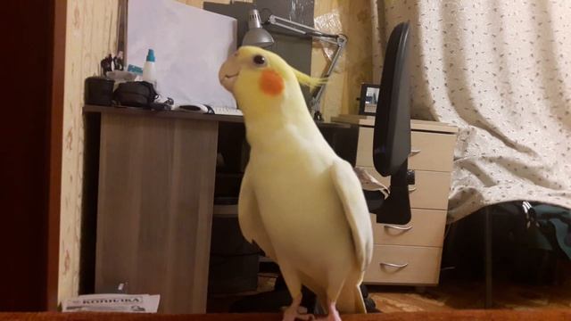 Корелла поет. смотреть онлайн