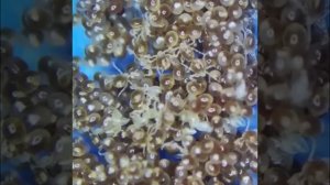 Клещи откладывают яйца.