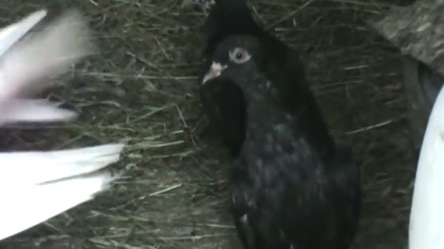 Советы о голубях смотреть онлайн