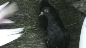 Советы о голубях