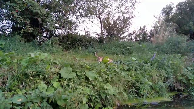 Очень умная кошка смотреть онлайн