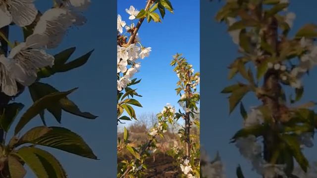 Черешня Кордия : цветение 3.05.2021 смотреть онлайн