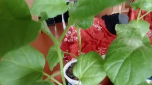 рассада баклажан. Трипс, клещ. Скручиваются и желтеют листья