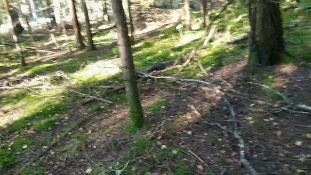 Собираем Грибы в лесу. Осень 2021. Грибы 2021 в Беларуси смотреть онлайн