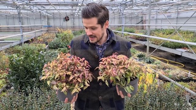 Plantipp presents: the Leucothoe Makijaz смотреть онлайн