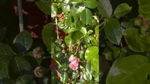 Роза Жасмина первогодока