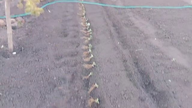 Посадка клубники весной .Лучший способ посадки клубники . смотреть онлайн