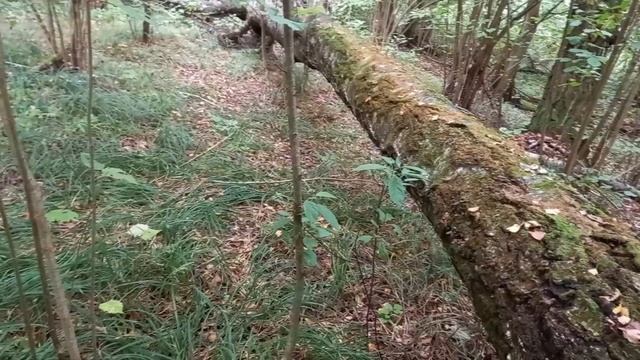 ❗ ВЕДРО ОПЯТ ЗА 5 МИНУТ ? смотреть онлайн