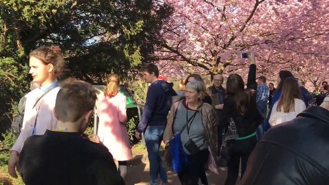 Cherry garden 4 смотреть онлайн