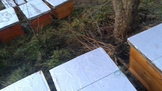 После Облета - Зимний облет пчел в Декабре Видео смотреть онлайн