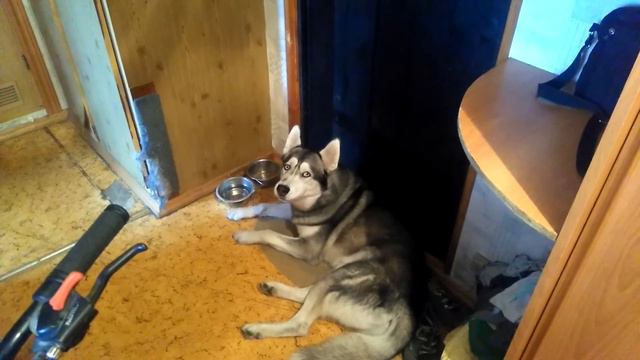 Хаски Тайсон провожает в последний путь погибших пожарных смотреть онлайн