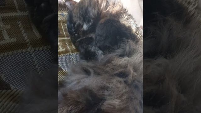 Белка и кошка, разговор по душам. смотреть онлайн