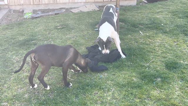 2 Pitbulls play tug of war! смотреть онлайн