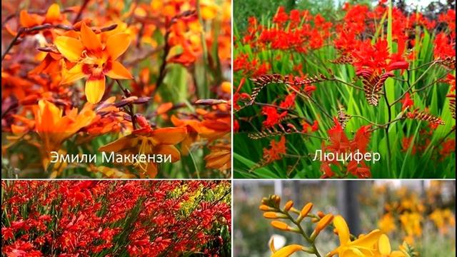 Монтбреция (Кроксмия) - Crocosmia / Элегантный Многолетник / ЭНЦИКЛОПЕДИЯ Растений смотреть онлайн