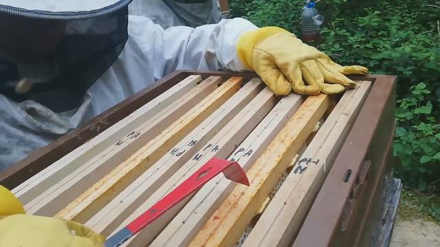 Panachage de cadre pour la miellé d'acacia смотреть онлайн