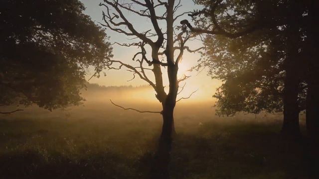 Relaxing music for Stress Relief, Anxiety and Depression. Soothing Piano and Cello music. смотреть онлайн