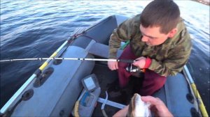 Сом на квок / Волга / Июнь 2021