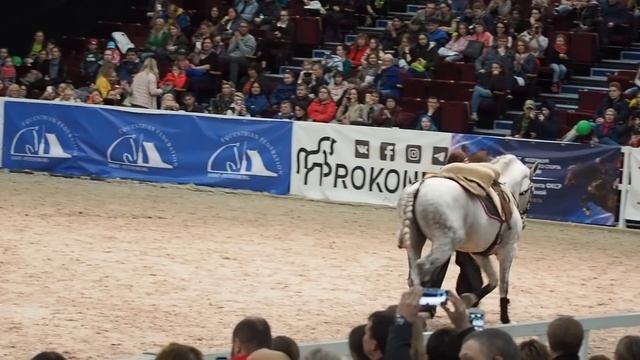 Великолепная Елена Чистякова и её верный Романо смотреть онлайн