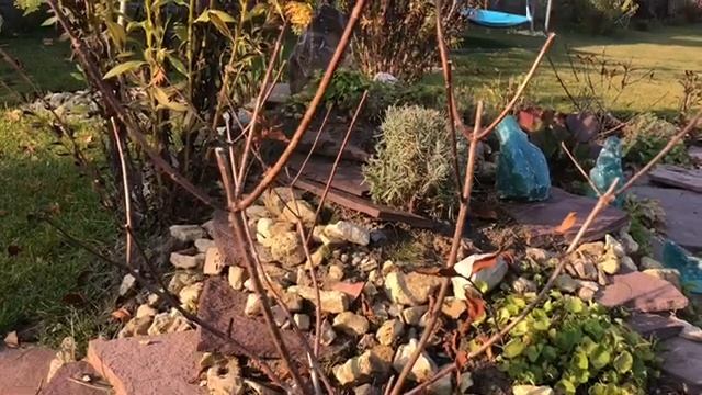 Кто выжил с посылки «Русский Огород »??♀️ работы в саду , октябрь? зимовка растений в горшке ? смотреть онлайн